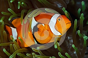 false clown anemonefish