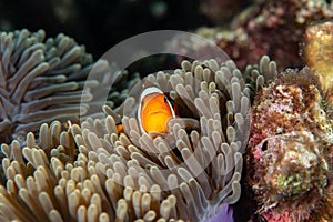 False Clown Anemonefish, Amphiprion ocellaris swimming among the tentacles of its anemone home.