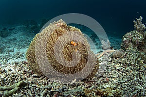 False Clown Anemonefish, ocellaris clownfish, amphiprion ocellaris, false percula clownfish, common clownfish