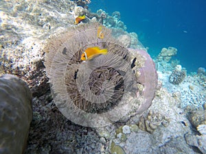 False Clown fish