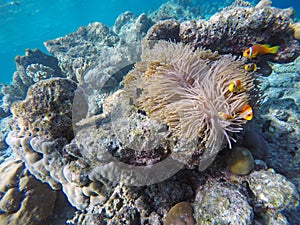 False Clown fish