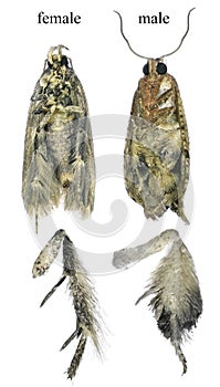 False Codling Moth photo