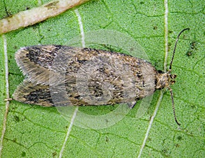 False Codling Moth