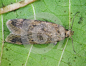 False Codling Moth photo