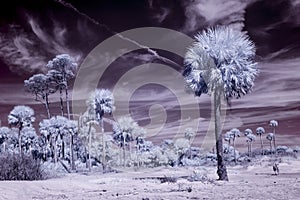 False color infrared photo of palm trees on beach, alien landscape