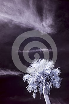 False color infrared photograph of palm tree and sky