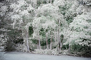 False colour infrared forest landscape image in Summer