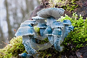 False copper mushrooms