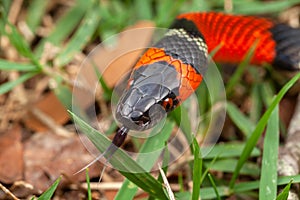 False Coral Snake Oxyrhopus guibei