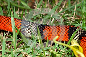 False Coral Snake Oxyrhopus guibei