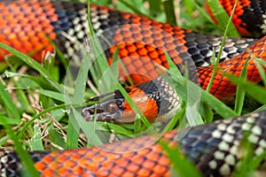 False Coral Snake Oxyrhopus guibei