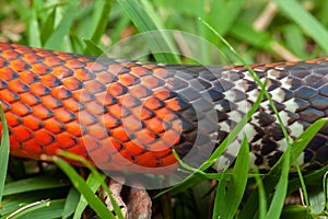 False Coral Snake Oxyrhopus guibei