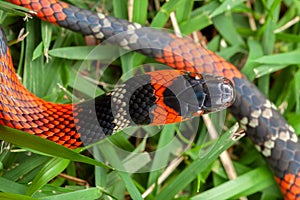 False Coral Snake Oxyrhopus guibei