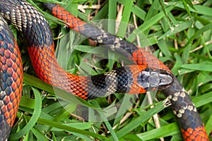 False Coral Snake Oxyrhopus guibei