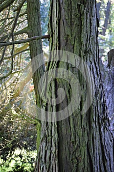 False cypress trunk