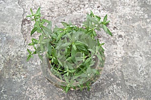 False daisy. Eclipta alba. Karisalankanni. yerba de tago. Eclipta prostrata. Bhringraj plant.