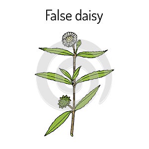 False daisy Eclipta prostrata, alba , medicinal plant