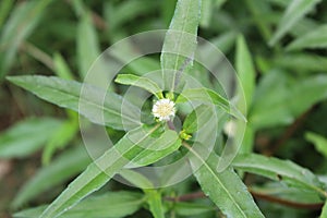 False daisy or the Eclipta prostrata