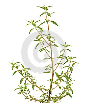 False daisy or Eclipta prostrata green leaves isolated on natural background