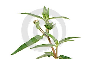 False daisy or eclipta prostrata green leaves isolated on natural background