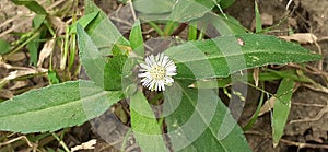 False Daisy Flower on Green Leaves Background