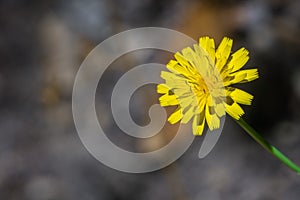 False dandelion Hypochaeris radicata native to Europe, blooming in a forest