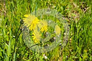 False dandelion Hypochaeris radicata native to Europe, blooming on a meadow in California