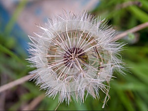 False dandelion seed fluff center