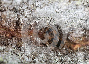 False darkling beetle, Abdera flexuosa on aspen bark