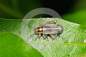 False darkling beetle (Osphya varians) on leaf.