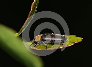 False darkling beetle (Osphya varians) on leaf night.