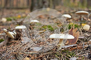 False death cap, or Citron Amanita, Amanita citrina also known photo