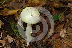 False death cap or Citron Amanita