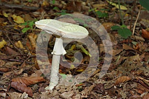 False death cap or Citron Amanita