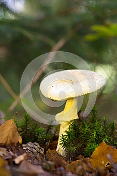 False death cap in forest