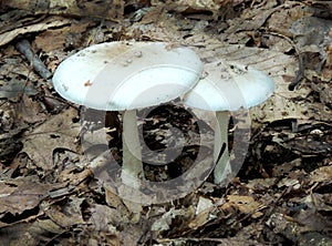 False Death Cap Mushroom photo