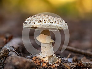 False deathcap (Amanita citrina) at dawnm