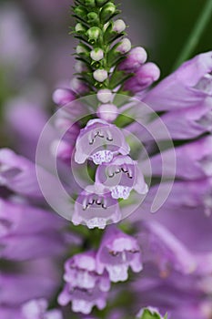 False dragonhead flowers