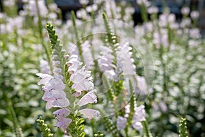 False dragonheaf flower (Physostegia virginiana, obedient plant, obedience) in meadow