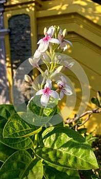 False eranthemum, flower, garden, blooming, nature