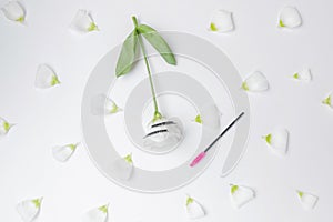 False eyelashes extensions with pink brush on white flowers background, top view. Beauty concept