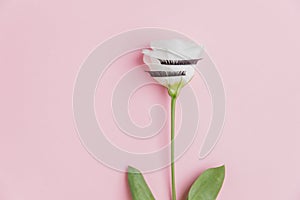 False eyelashes extensions on white flowers pink background, top view. Beauty concept