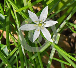 False Garlic â€“ Nothoscordum bivalve