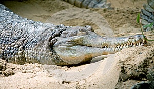 False gavial 4