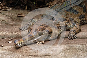 False gavial (Tomistoma schlegelii)