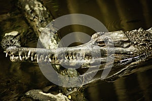 False Gharial