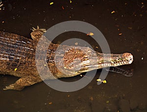 False gharial