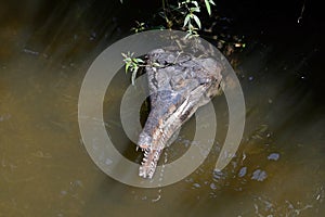 False gharial, also known as Malayan gharial, Sunda gharial, and tomistoma