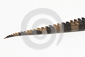 false gharial crocodile (Tomistoma schlegelii) isolated on white background