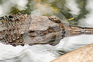 The False Gharial header is under water